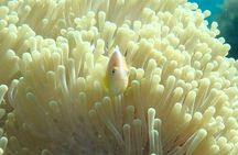 Half Day Creek Safari and Snorkeling Adventure in Mombasa