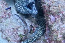 Half Day Dive Trip for Certified Divers