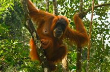 1 Day Orangutan Jungle Trek in Sumatra
