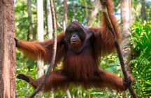 1 Day Orangutan Jungle Trek in Sumatra