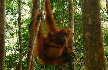 1 Day Orangutan Jungle Trek in Sumatra