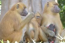 Makasutu Eco Adventure: Forest Walk, Boat Trip & Palm Juice