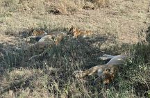 5 Day Private Midrange Safari in Tanzania