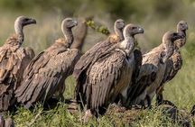 5 Day Private Midrange Safari in Tanzania