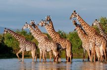 5 Day Budget Camping safari