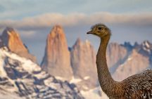 Torres del Paine Tour + Milodon Cave + Box Lunch