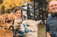 Walk with the Alpacas of Monviso in the green of Turin