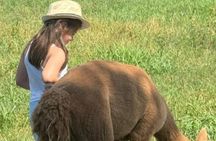 Walk with the Alpacas of Monviso in the green of Turin