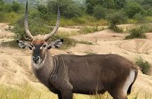 2-Day Murchison Falls and Zziwa Sanctuary Safari Tour