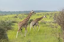 2-Day Murchison Falls and Zziwa Sanctuary Safari Tour