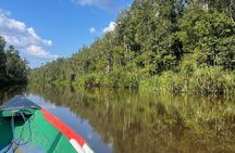 Ethical Orangutan River Cruise around Tanjung Puting 1D0N