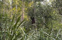 Ethical Orangutan River Cruise around Tanjung Puting 1D0N