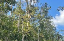 Ethical Orangutan River Cruise around Tanjung Puting 1D0N