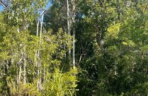 Ethical Orangutan River Cruise around Tanjung Puting 1D0N