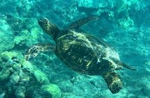 Lahaina Reef Snorkeling Adventure in Maui