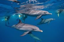 Mnemba Island Snorkeling Adventure with Dolphins & Coral Reefs