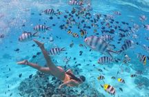 Mnemba Island Snorkeling Adventure with Dolphins & Coral Reefs