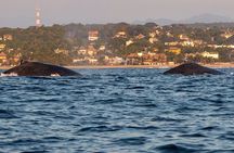 Private Tour of the Beaches of Puerto Escondido in Lancha