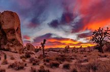 Joshua Tree, Richard Nixon Library and Museum Day Tour from LA