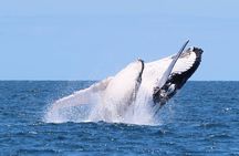 Whale Watching Cruise on the Gold Coast