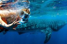 Snorkeling Adventure at Daymaniyat Islands Sharing Half Day