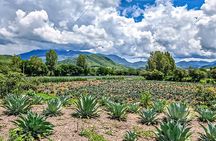 Private Tour New Raicilla Route to Mascota from Puerto Vallarta