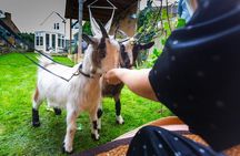 Pygmy Goat Walk
