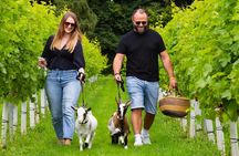 Pygmy Goat Walk