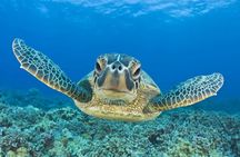 Snorkeling Adventure at Daymaniyat Islands Sharing Half Day