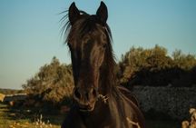 Noordhoek: Private Beach Horseback Riding in Cape Town