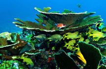 Snorkel In Cozumel! Boat Tour & Snorkel at 3 different Reefs 