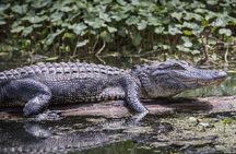 Extreme Everglades: Crocodiles and Adventure from Miami