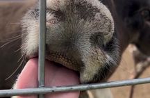 Dog Sledding & Animal Adventures – Anchorage Pickup