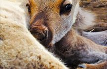 Dog Sledding & Animal Adventures – Anchorage Pickup