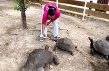Laviscount Island, Giant Tortoises and Long Bay Beach