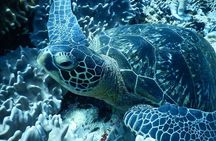 【1st】Private Diving Experience at Ishigaki Island - Novices welcome!～