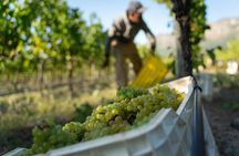 Cape Town Table Mountain, Kirstenbosch, and Constantia Tour