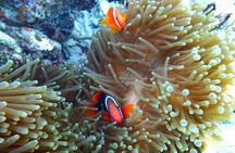 Ishigaki Island Snorkeling Tour - Let's swim with corals and mackerel!!～