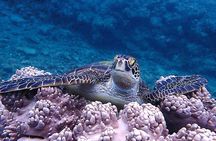 【Okinawa Post-Ishigaki Island / Sea Turtle】 Diving for 2 persons only - Novices / No License Available -