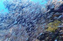 Ishigaki Island / Experience diving for 2 people ~ License not required / Novice welcome ~