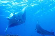 【Okinawa Post-Ishigaki Island / Sea Turtle】 Diving for 2 persons only - Novices / No License Available -