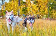 Autumn self drive Husky Tour 2hrs from Tromso