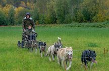 Autumn self drive Husky Tour 2hrs from Tromso