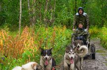 Autumn self drive Husky Tour 2hrs from Tromso
