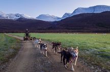 Autumn self drive Husky Tour 2hrs from Tromso