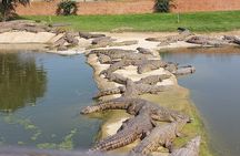Cheetah Outreach Giraffe Encounter with Crocodile Private Tour