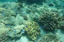 Snorkeling at Blue Lagoon Bali with Group Transfers and Lunch