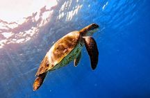 Snorkeling at Blue Lagoon Bali with Group Transfers and Lunch