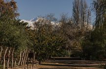 Tour en Mendoza con almuerzo gourmet en restaurante premiado