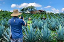 Tequila: Private Half-Day Tour